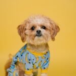 Nail Trimming and Ear Cleaning service