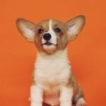 Puppy Groom service