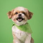 Small dog wearing a bandana after grooming